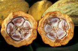 Owoce kakaowca (przekrój), surowiec do otrzymywania masła kakaowego i kakao