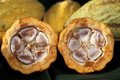 Cacao-pod-k4636-14.jpg